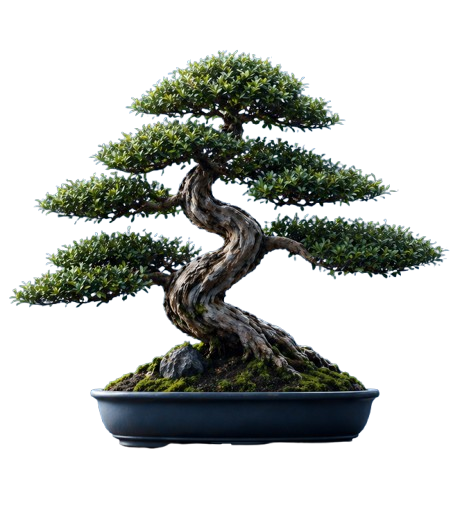 Tentang Bonsai